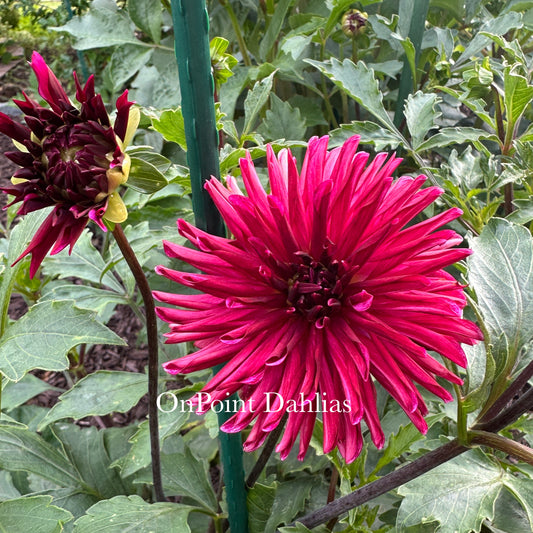 RNX Dark Star (Limit 1)