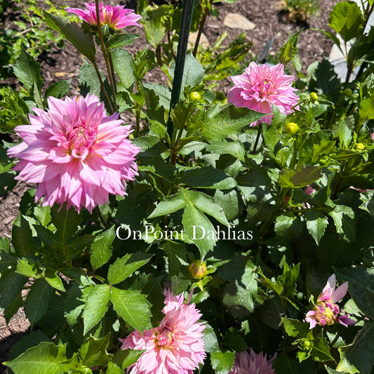 Lee's Sweet Tooth (Limit 1)