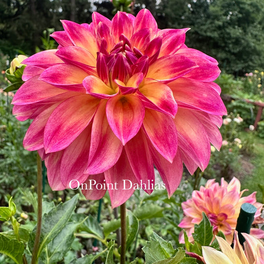 Lee's Seville (Limit 1)