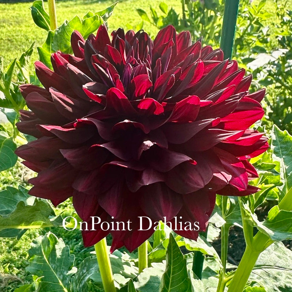 Hollyhill Black Beauty