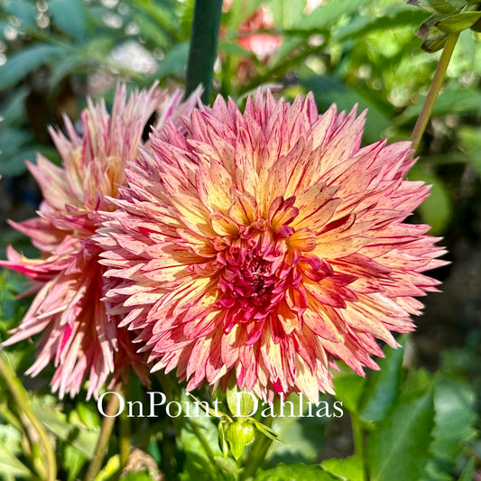 Colwood Scheri (Limit 1)