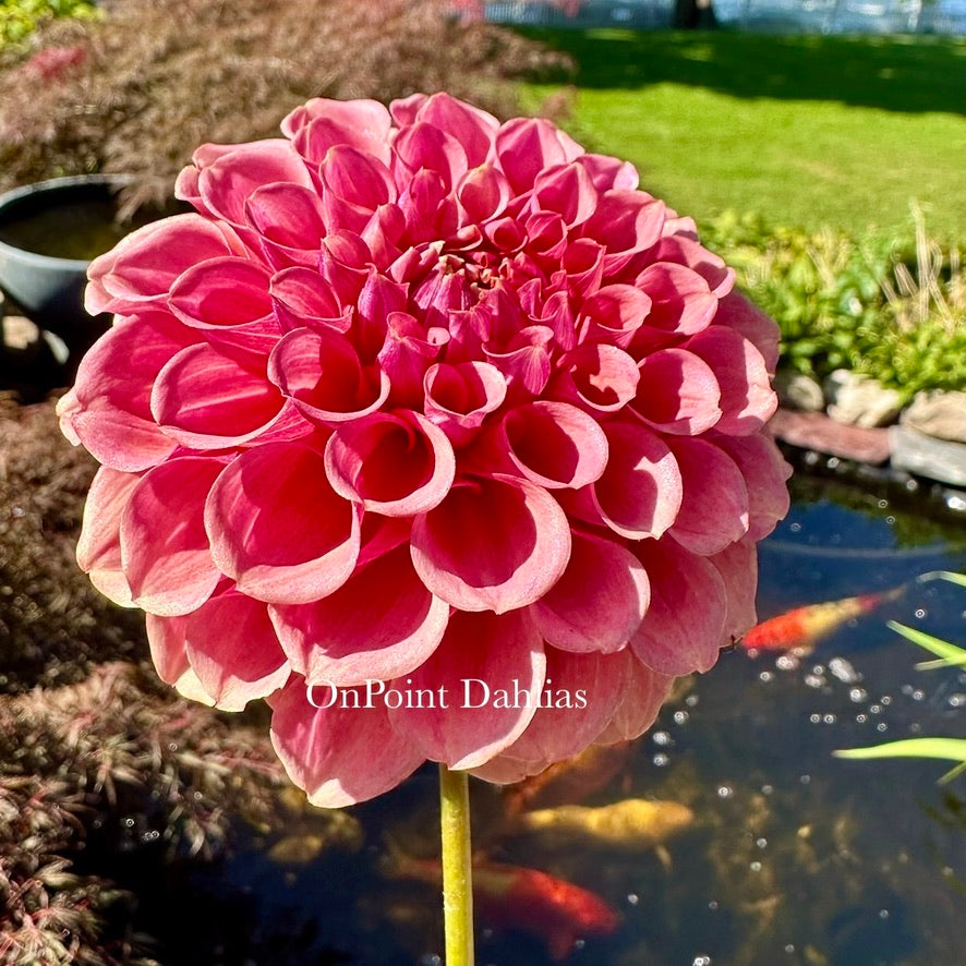 Burfoot Desert Rose