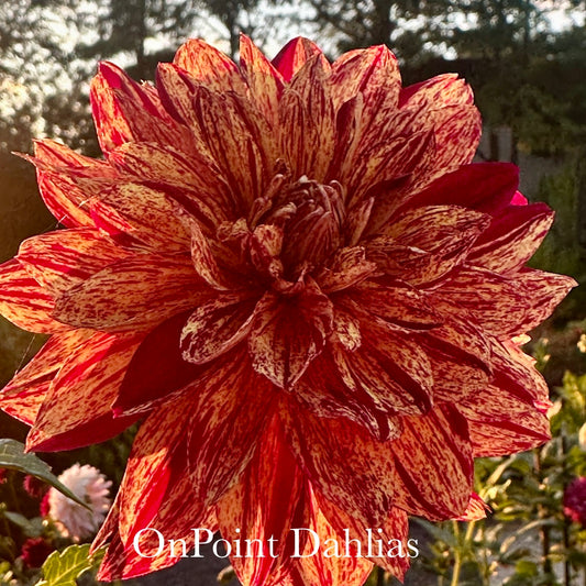 Hollyhill Wicked Witch (Spring Sale Only)