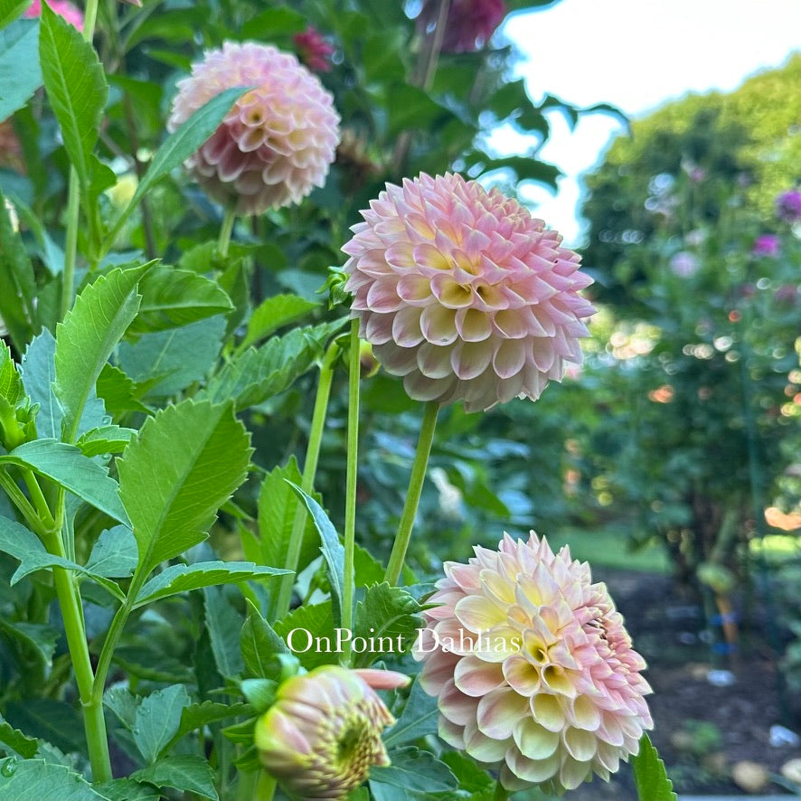 20th Ave Softer Peach