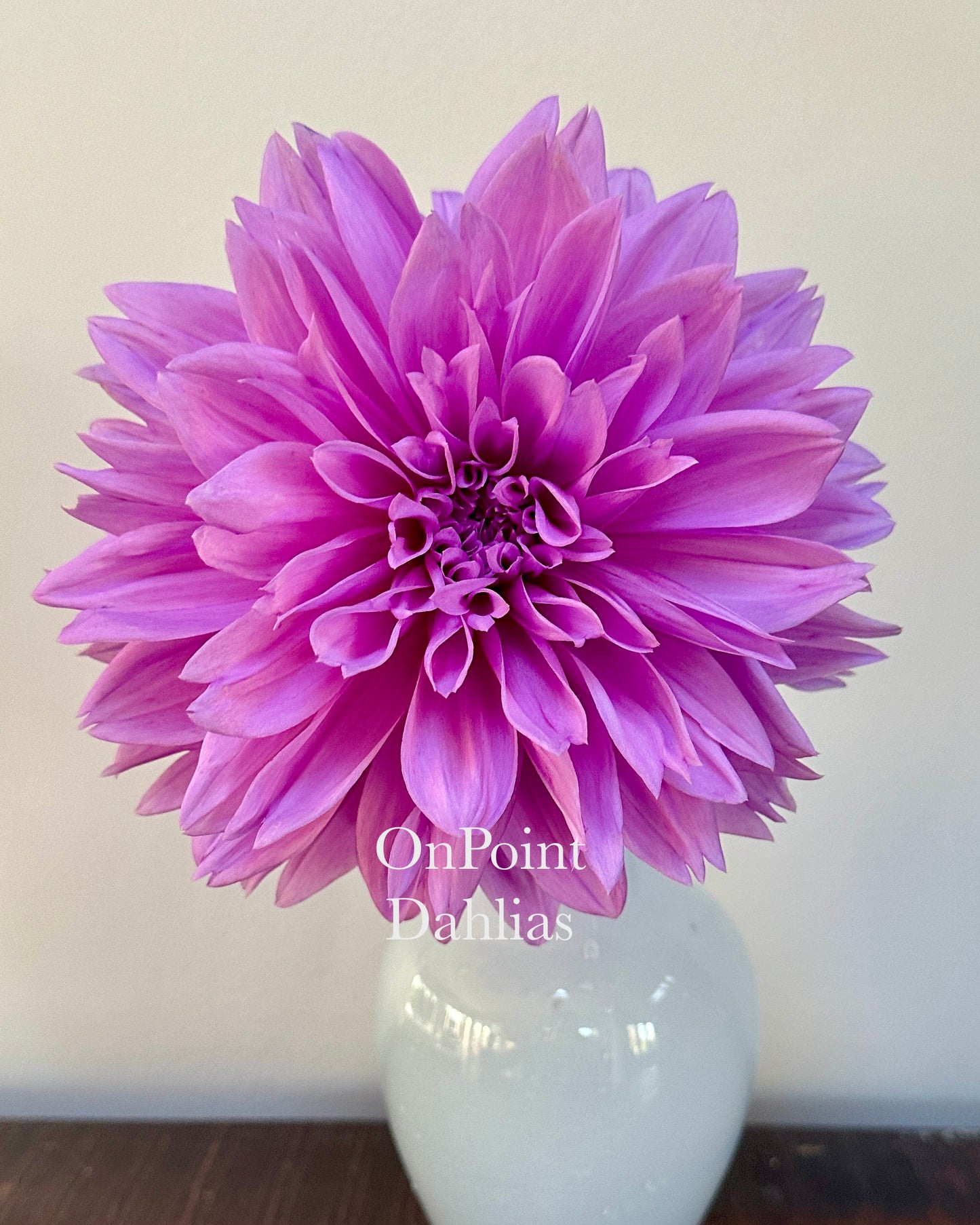 Lilac Time (Limit 1)