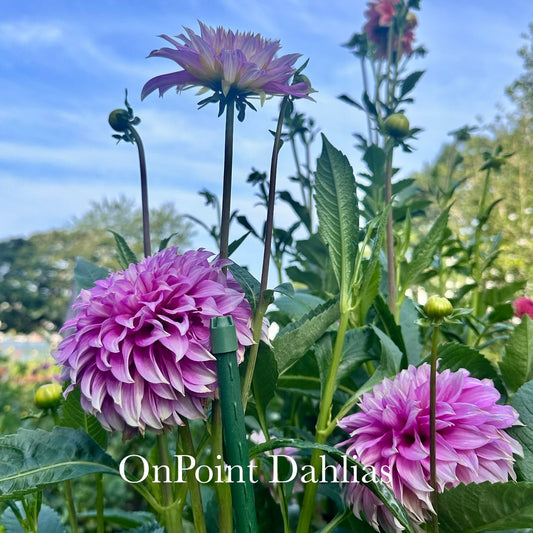 Clearview Lila (Limit 1)