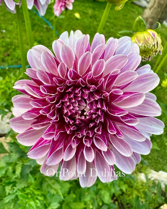 Salish Twilight Girl