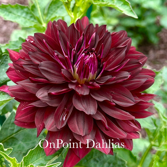 Hollyhill Black Beauty