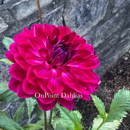 Sandia Bertha (Limit 1)