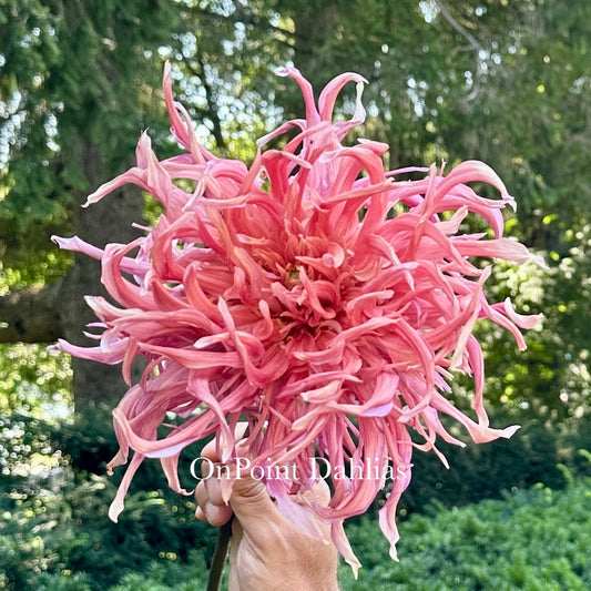 Hollyhill Shaggy Dog (Limit 1)