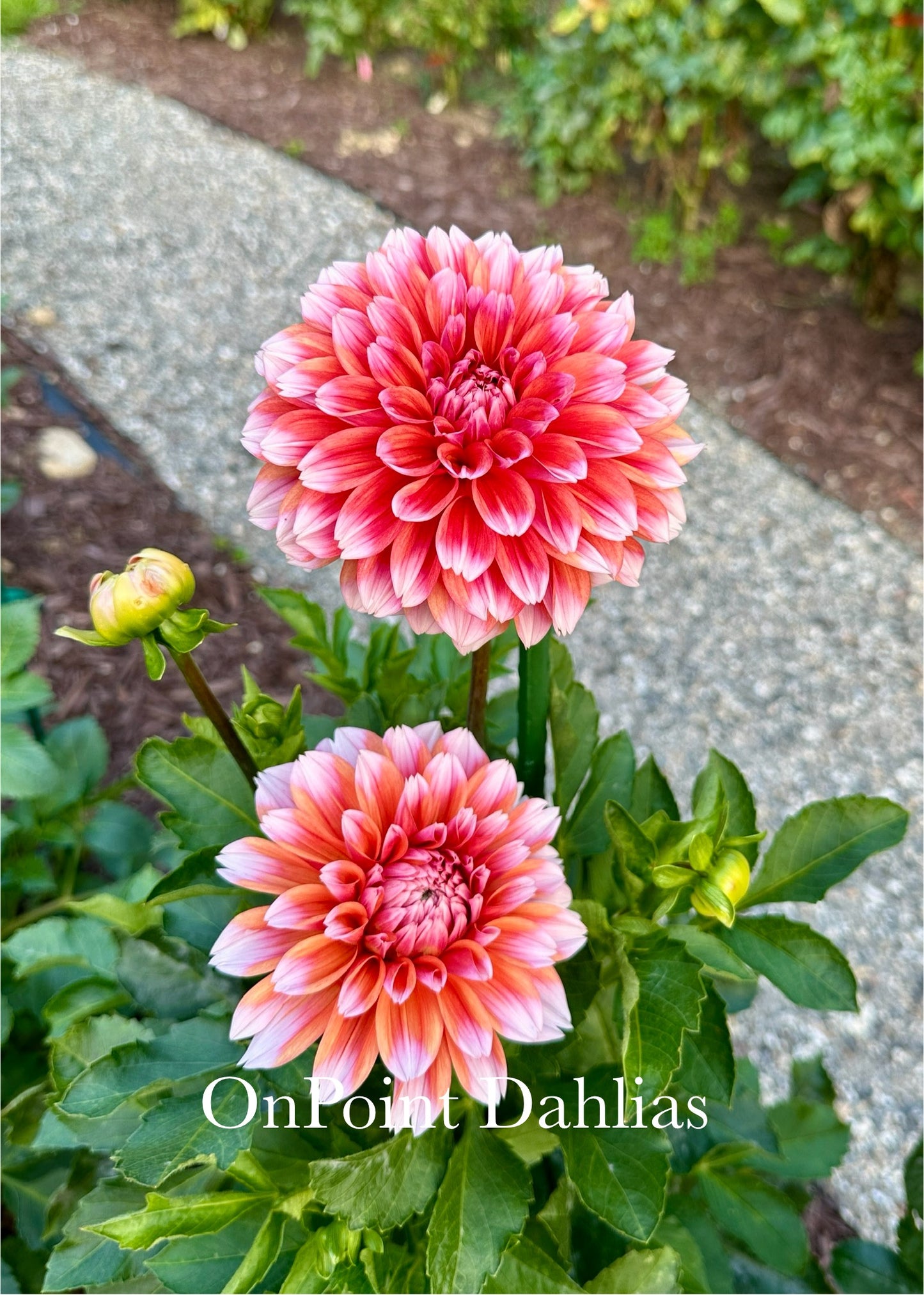 Robann Creamsicle