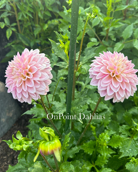 Coralie (Like Castle Drive)