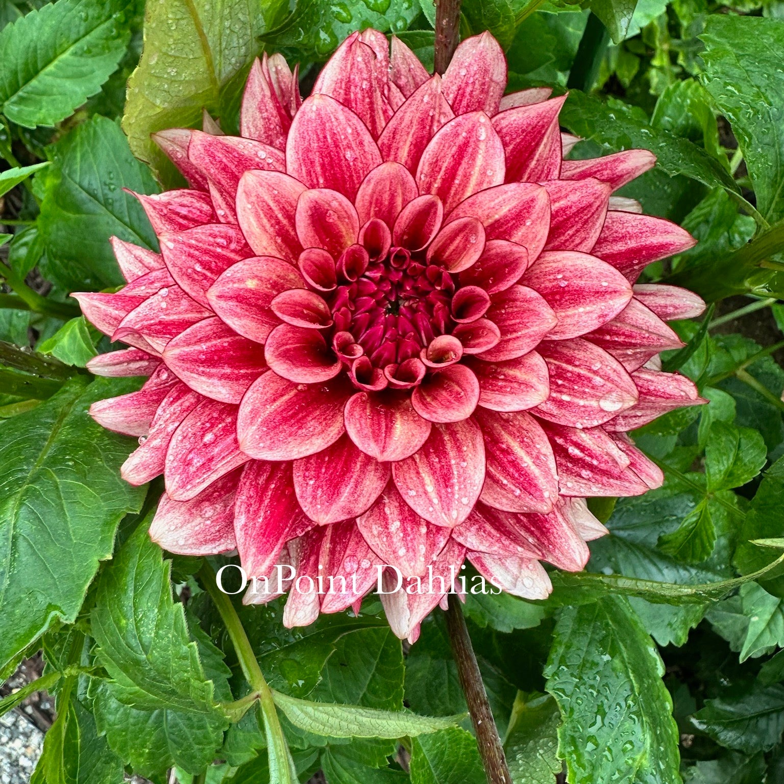 N-Force (Limit 1) – OnPoint Dahlias
