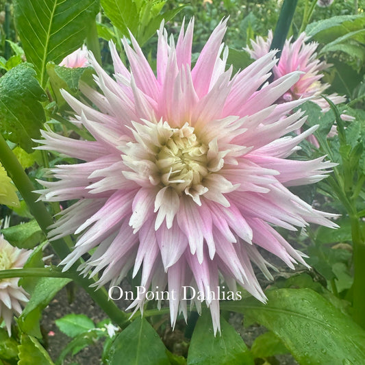 Hollyhill Candy Stripe (Sport)