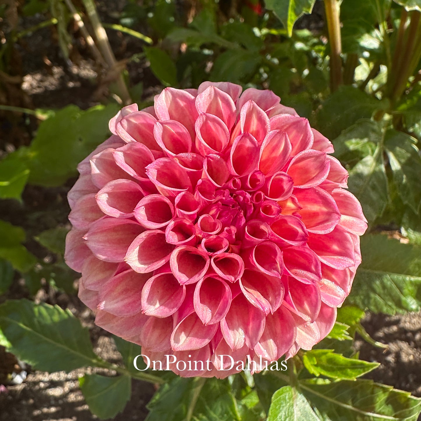 Bracken Rose