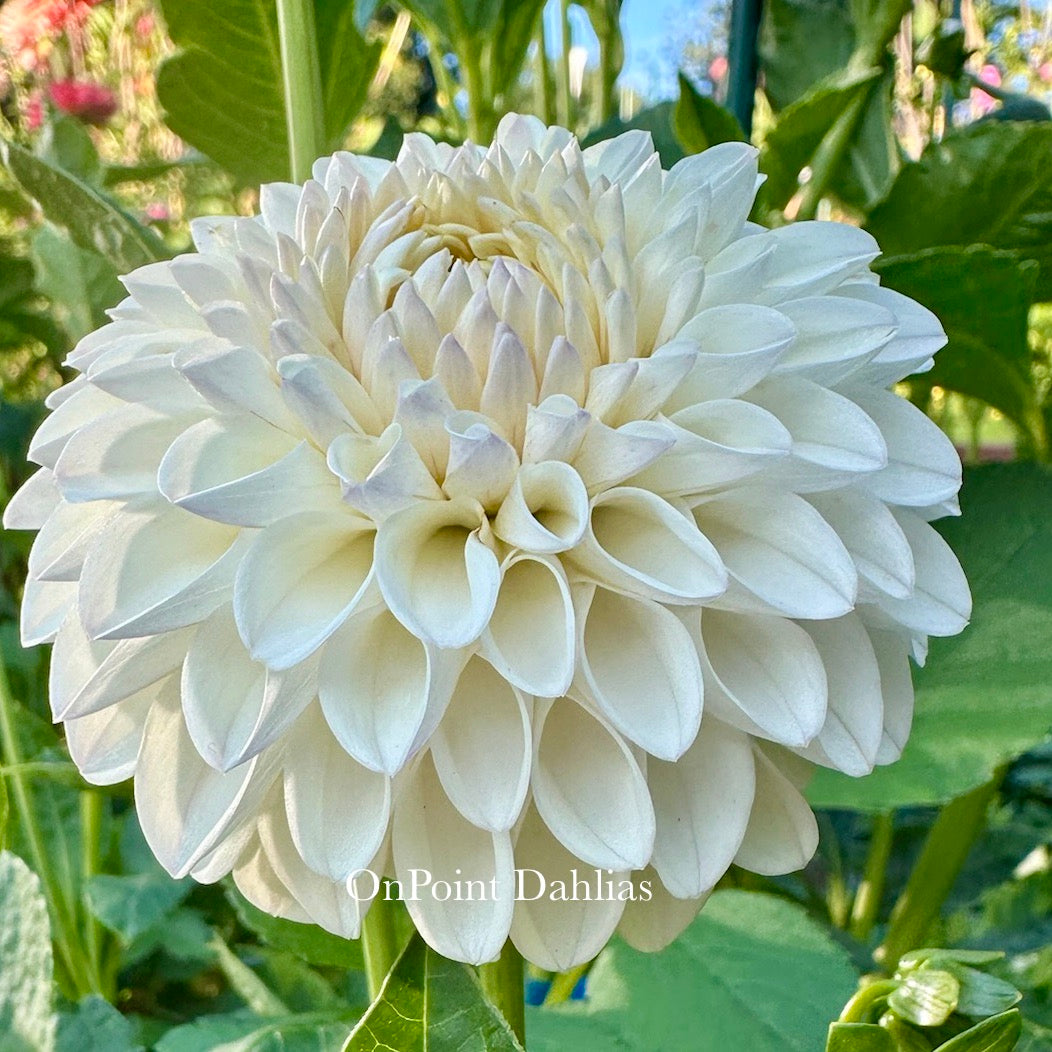 Ferncliff Pearl