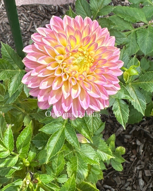 Skipley Spot of Gold