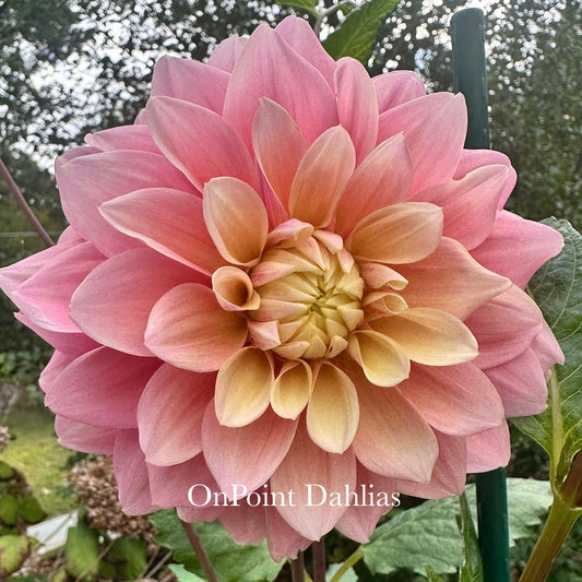 Lee's Sugaree (Limit 1)