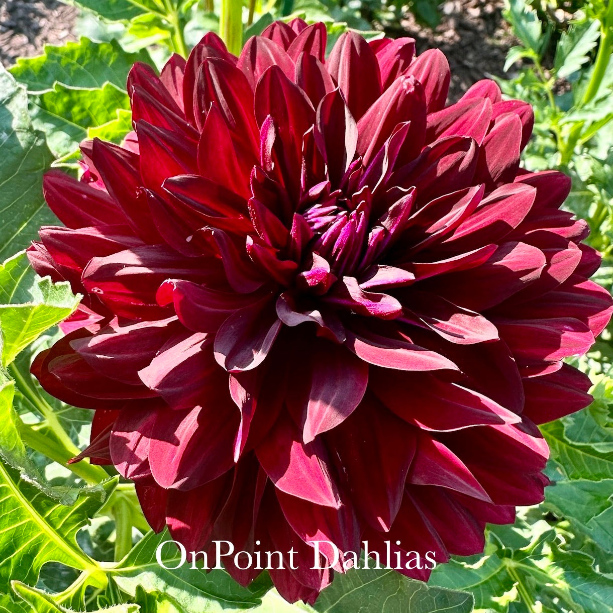 Hollyhill Black Beauty
