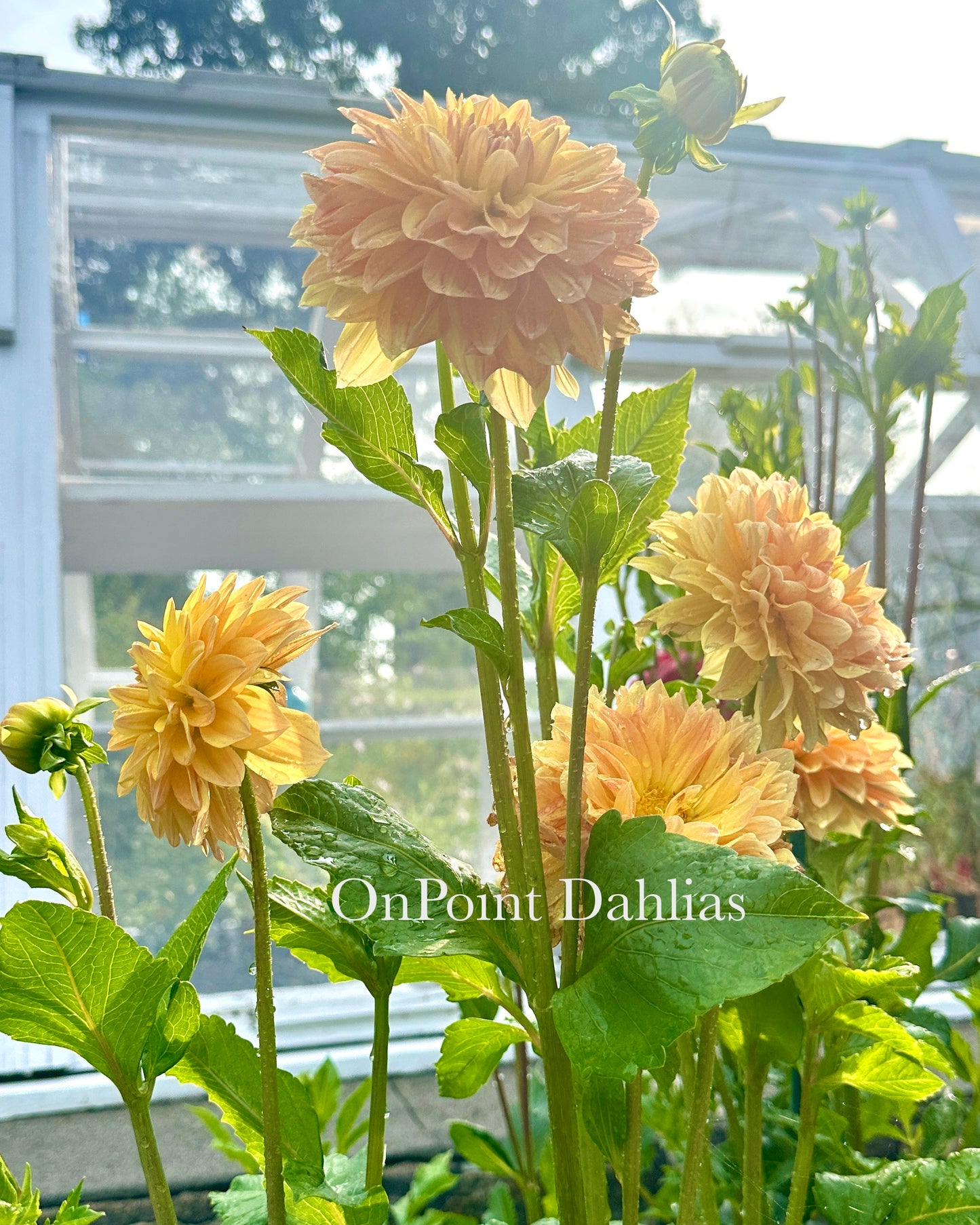 CT Goldilocks