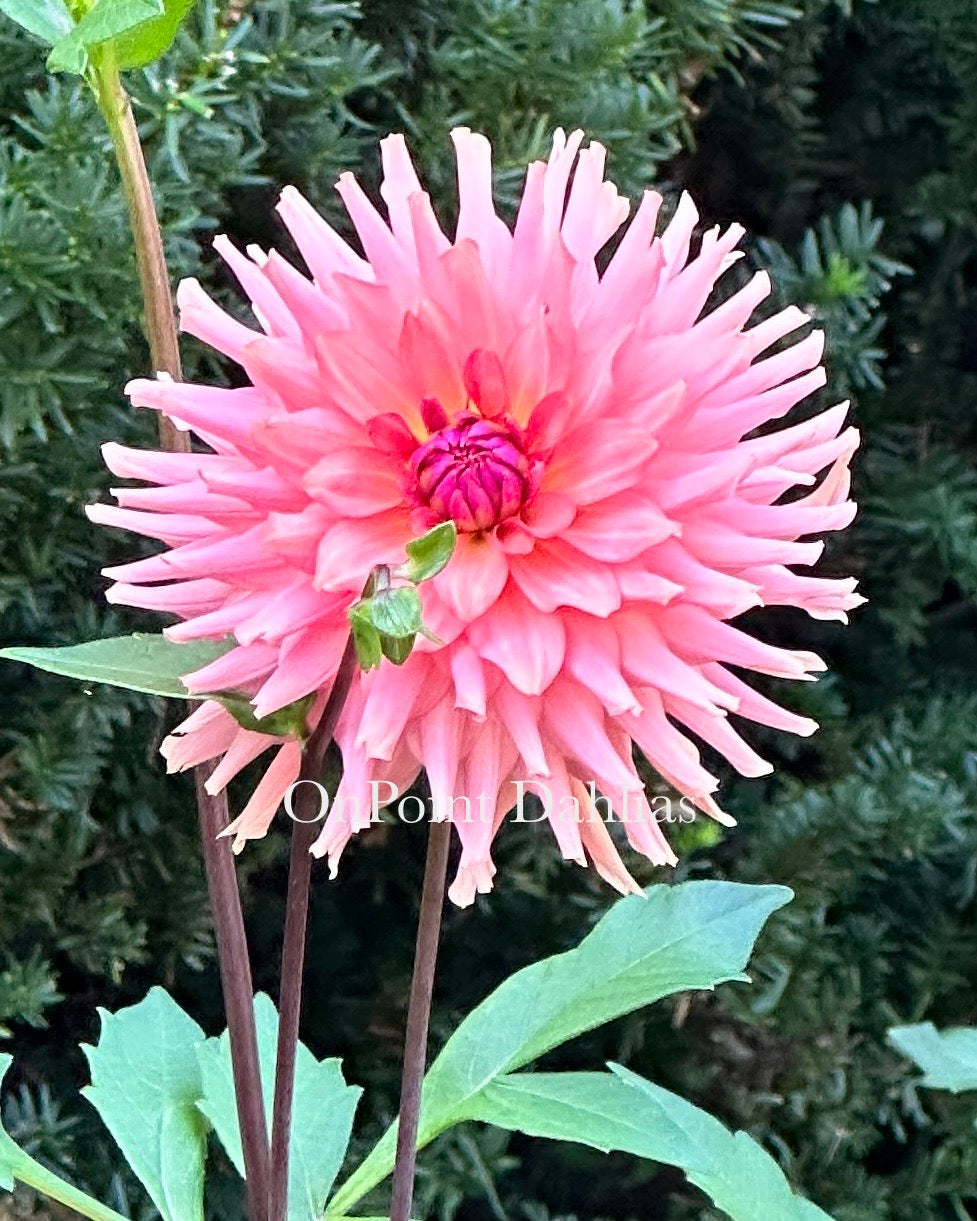 TerraCotta