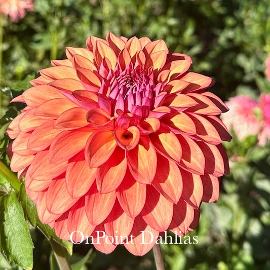 Misfit Kaleidoscope (Limit 1)