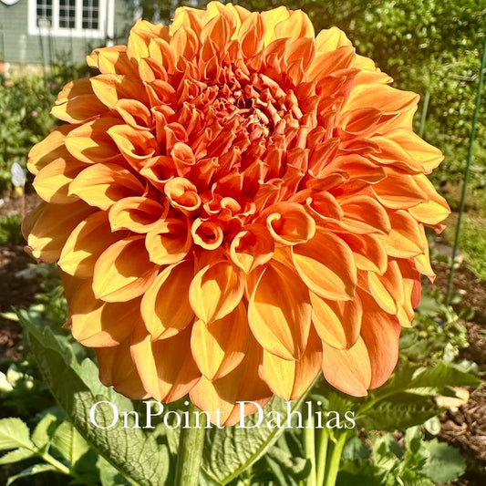 Bloomquist Mandrake (Limit 1)