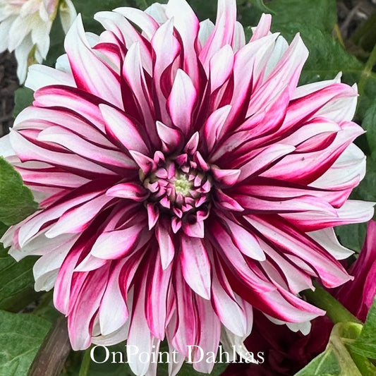 Irish Blackhart (Limit 1)