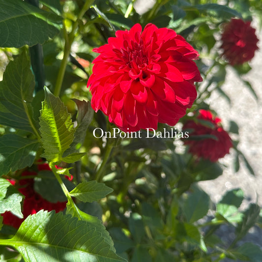 River's Cherry Bomb (Limit 1)