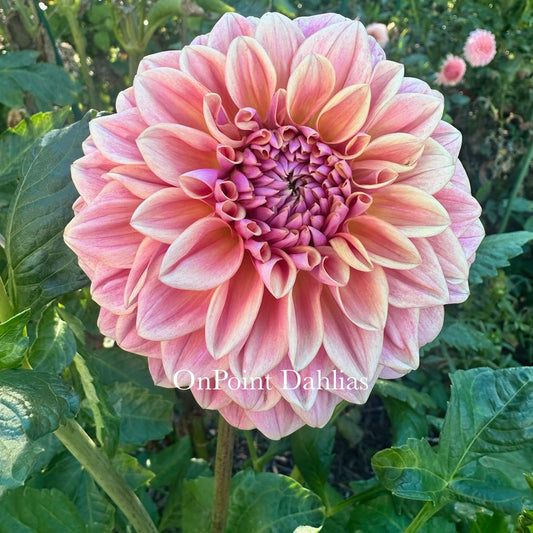 RM Summer Haze (Limit 1)