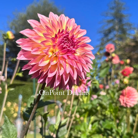 Bloomquist Fruitful (Limit 1)