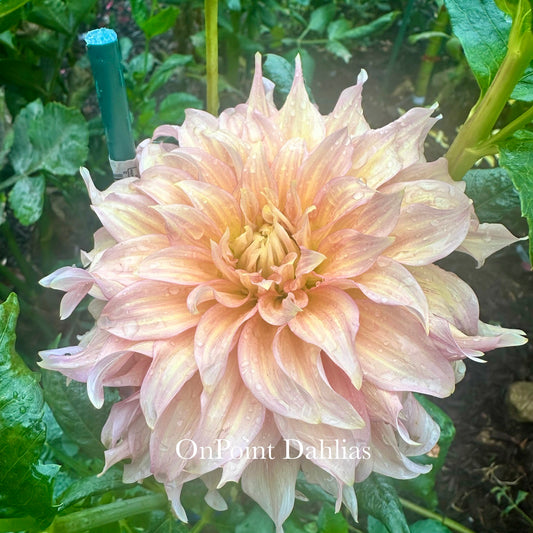 Summer Rain (Limit 1)