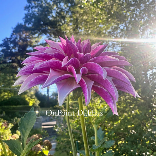 River's Artichoke (Limit 1)