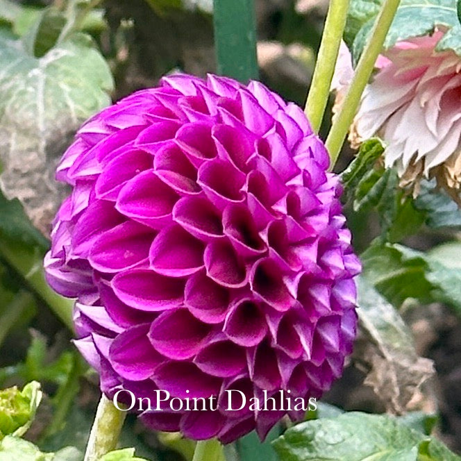 Chimacum Del Blomma