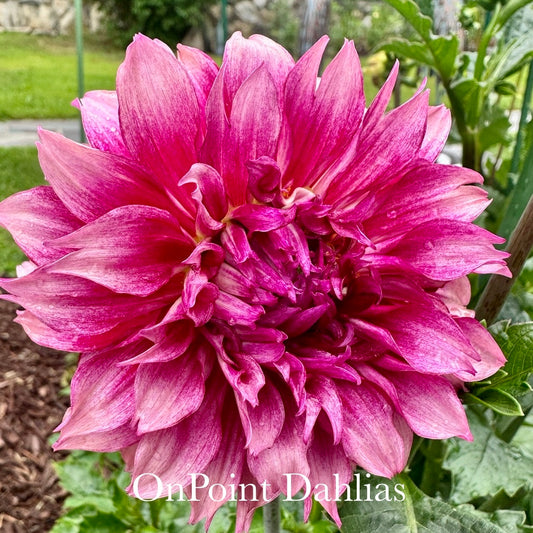 Bloomquist Exhilarating