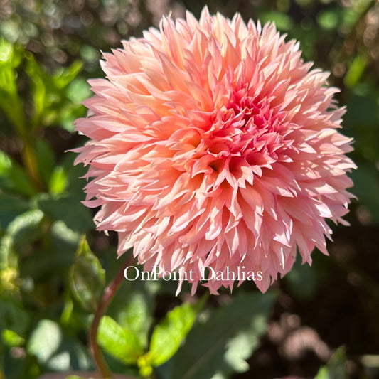 Lee's Strawberry Fizz (Limit 1)