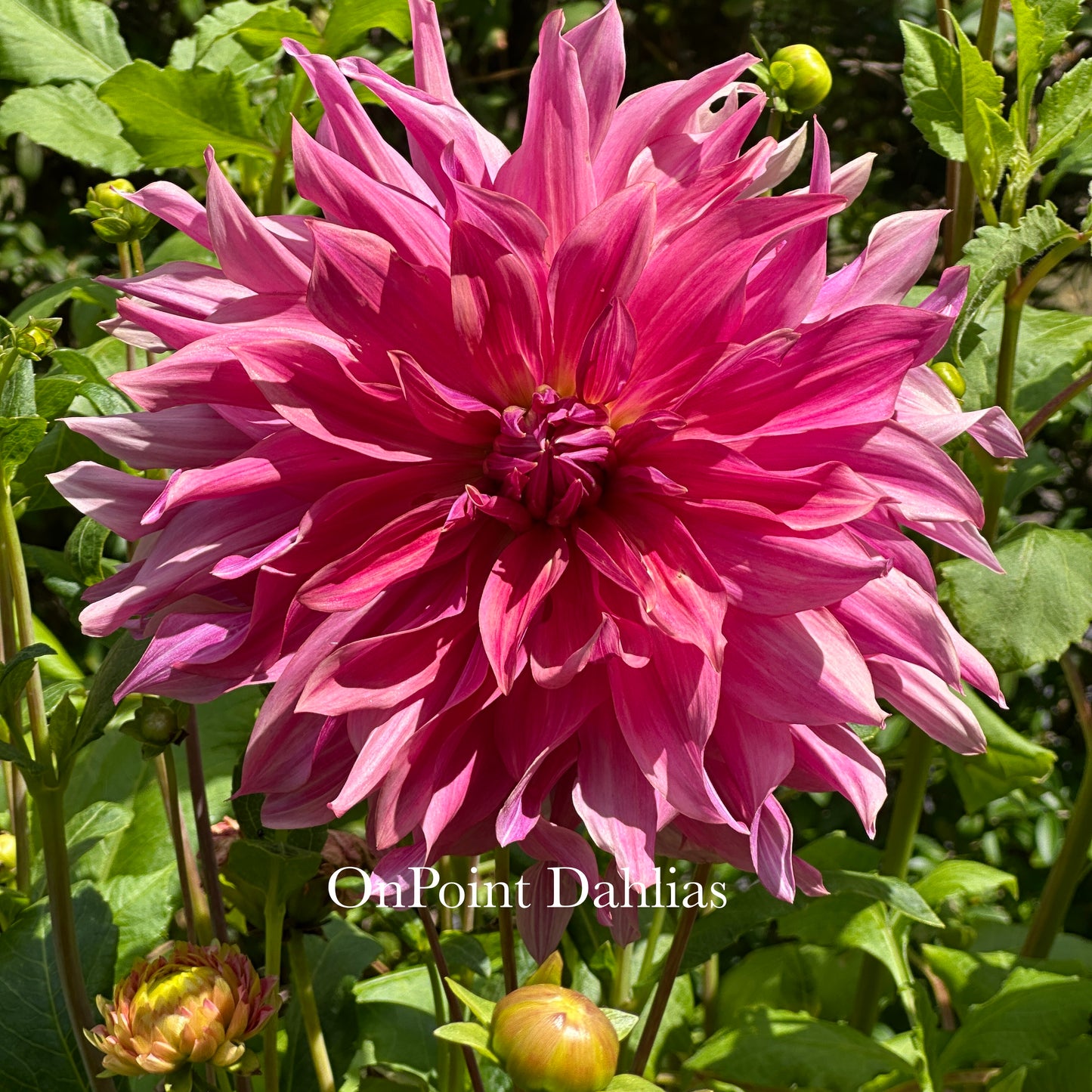 Penhill Dark Monarch