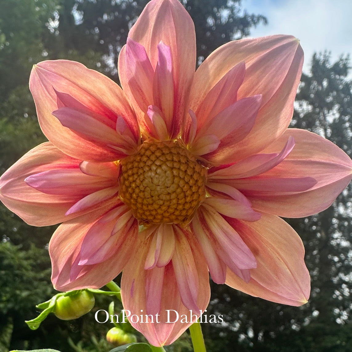 Orange Hype (Limit 1)