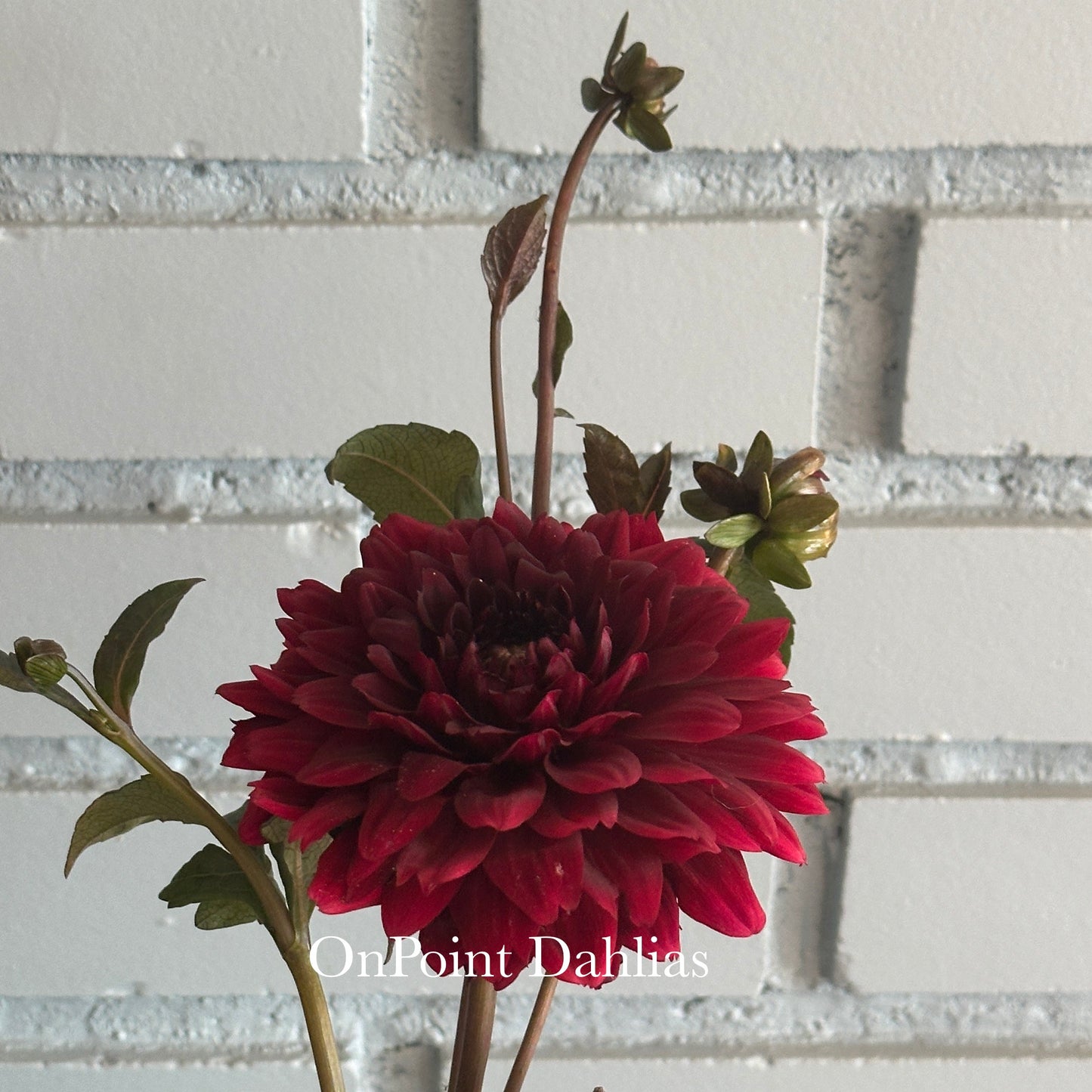 Karma Choc (Limit 1)