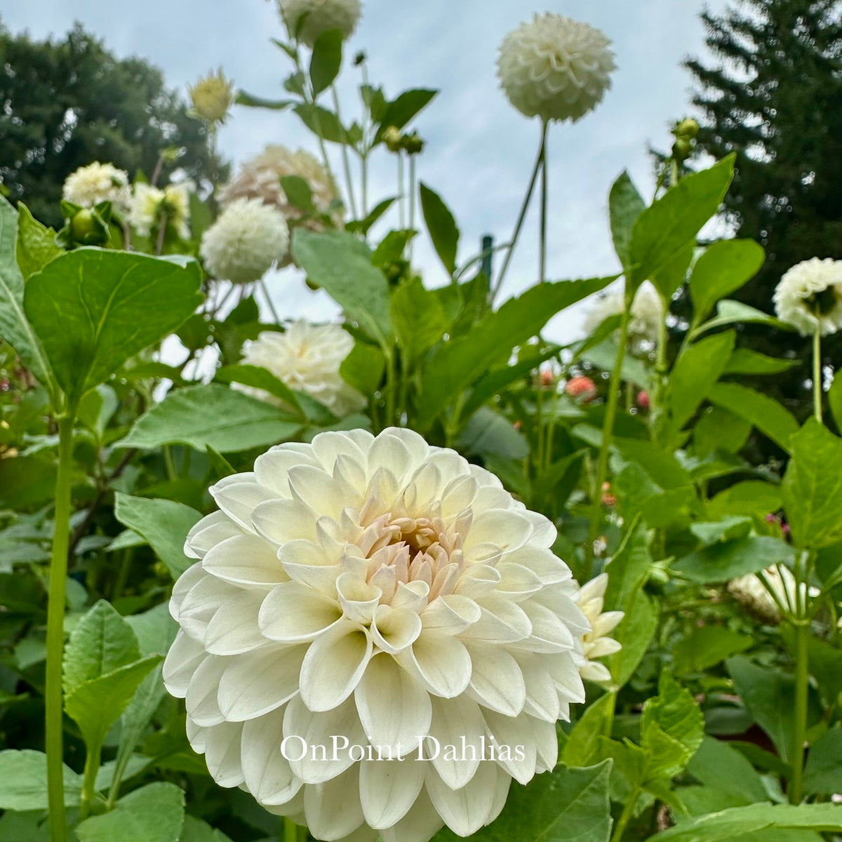 Ferncliff Pearl