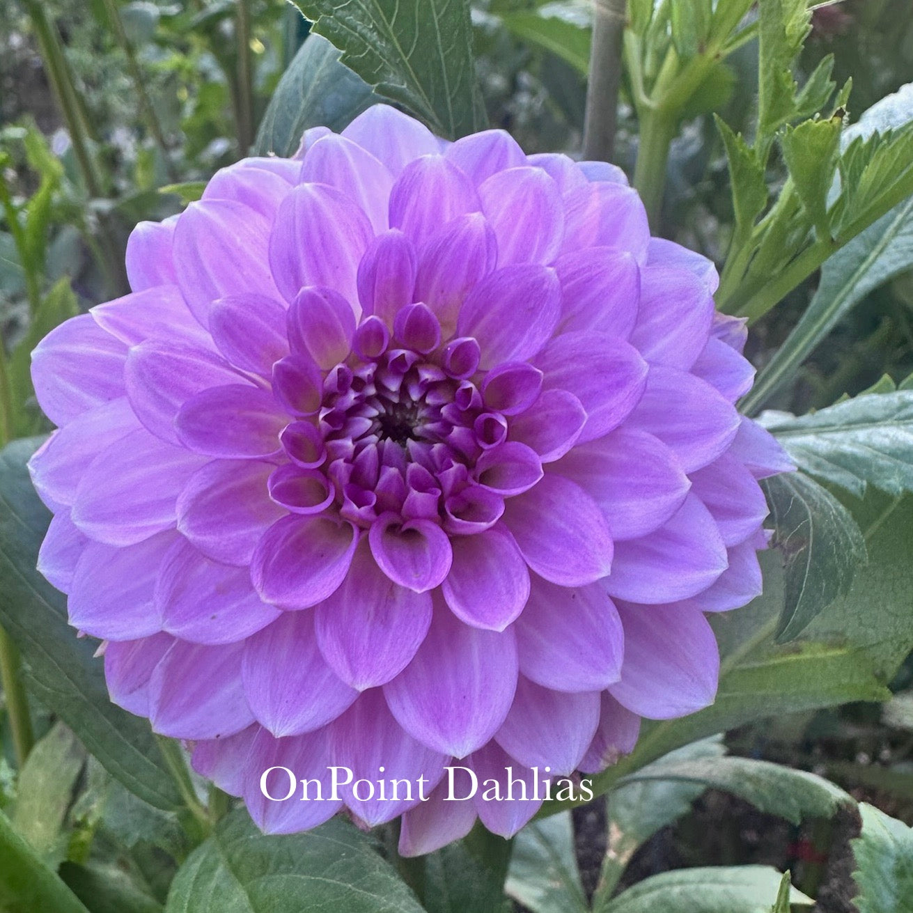 Lavender Ice