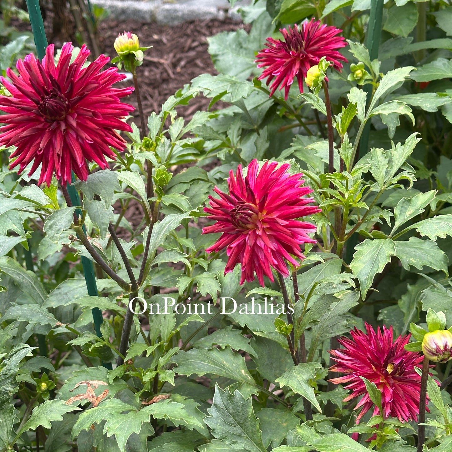 RNX Dark Star (Limit 1)