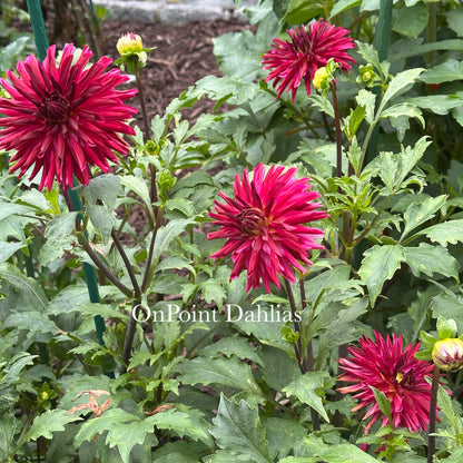 RNX Dark Star (Limit 1)