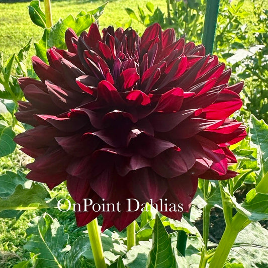Hollyhill Black Beauty