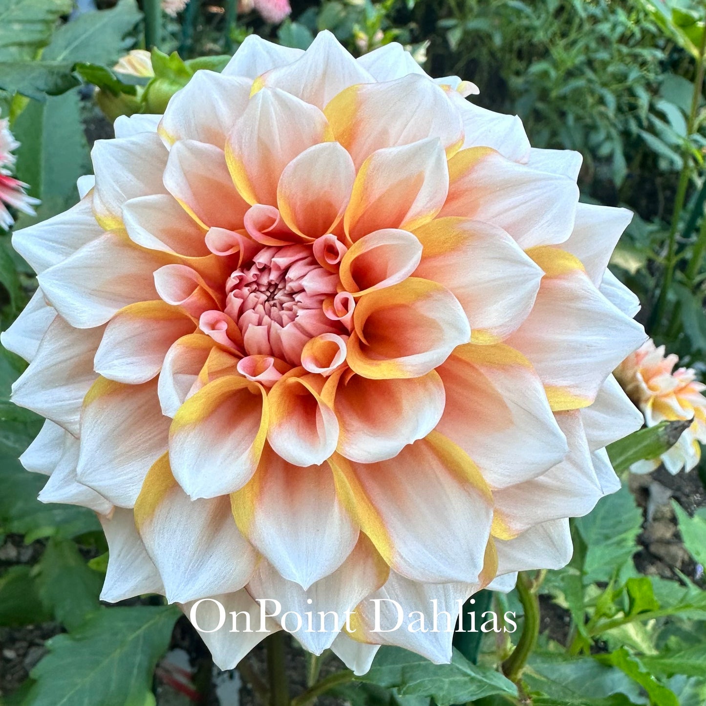 Hollyhill Orange Ice