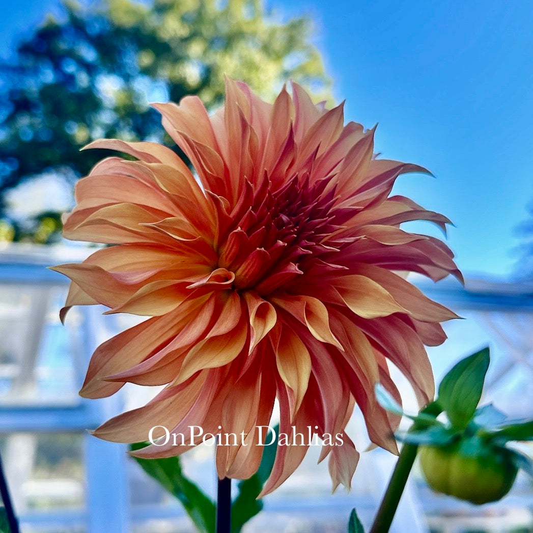 Bloomquist Snickerdoodle (Limit 1)