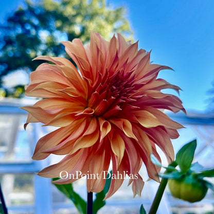 Bloomquist Snickerdoodle (Limit 1)