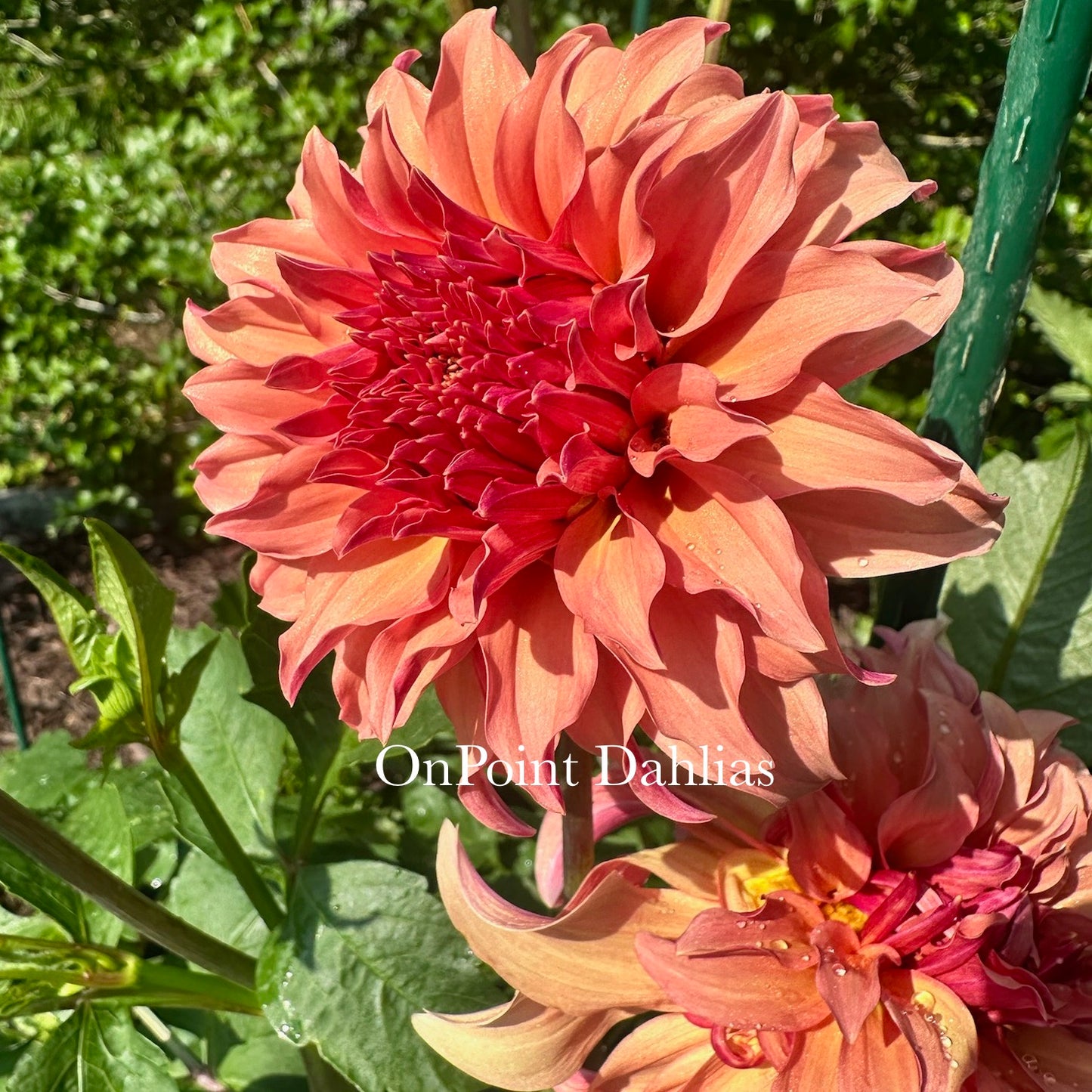 River's Can't Elope (Limit 1)