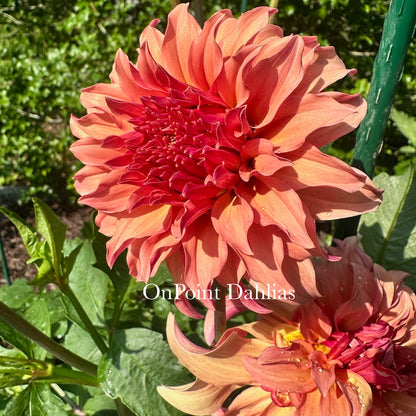 River's Can't Elope (Limit 1)