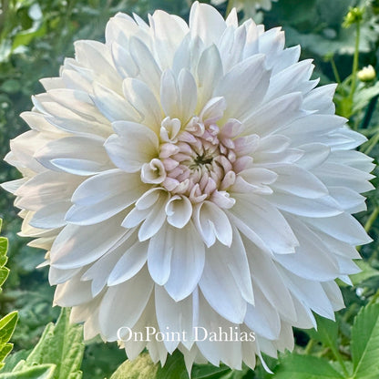 OnPoint Marshmallow Nose (Limit 1)